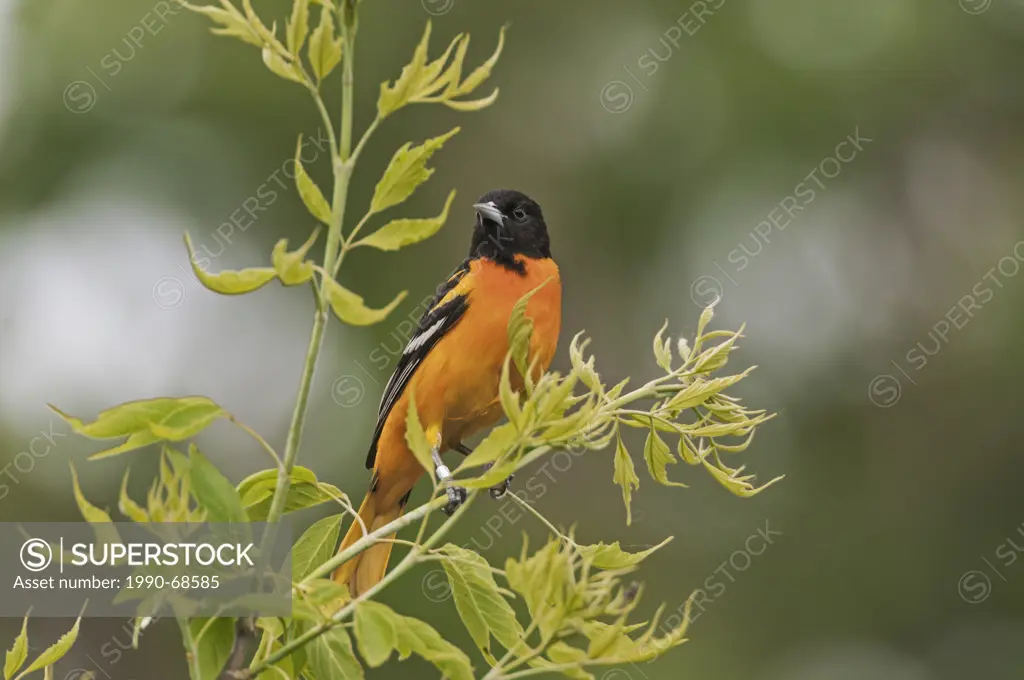 Baltimore Oriole Icterus galbula male in breeding plumage rests in mixed forest along Lake Erie shoreline near Canada and USA border during annual spr...