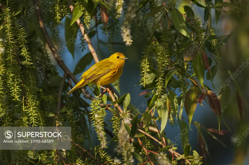 Yellow Warbler Dendroica petechia following spring migration rests in black willow tree in a Carolinian forest along Lake Erie shorline. Great Lakes, ...