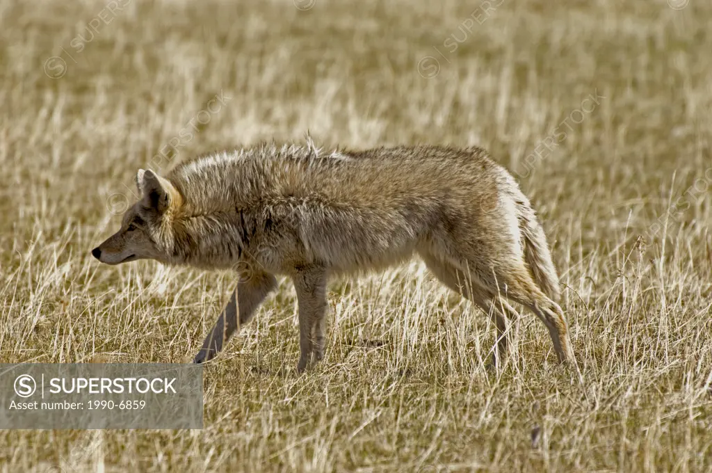 Coyote Canis latrans adult hunting in meadow, Waterton Lakes National Park, southwest Alberta, Canada