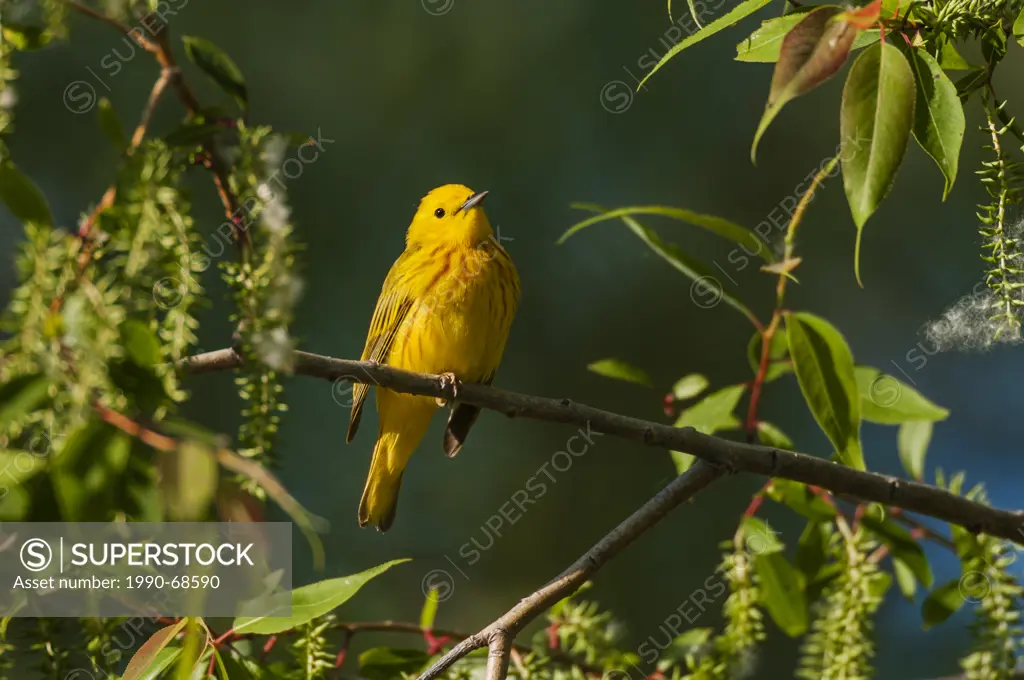 Yellow Warbler Dendroica petechia following spring migration rests in black willow tree in a Carolinian forest along Lake Erie shorline. Great Lakes, ...