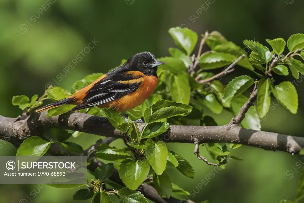 Baltimore Oriole Icterus galbula male in breeding plumage rests in mixed forest along Lake Erie shoreline near Canada and USA border during annual spr...