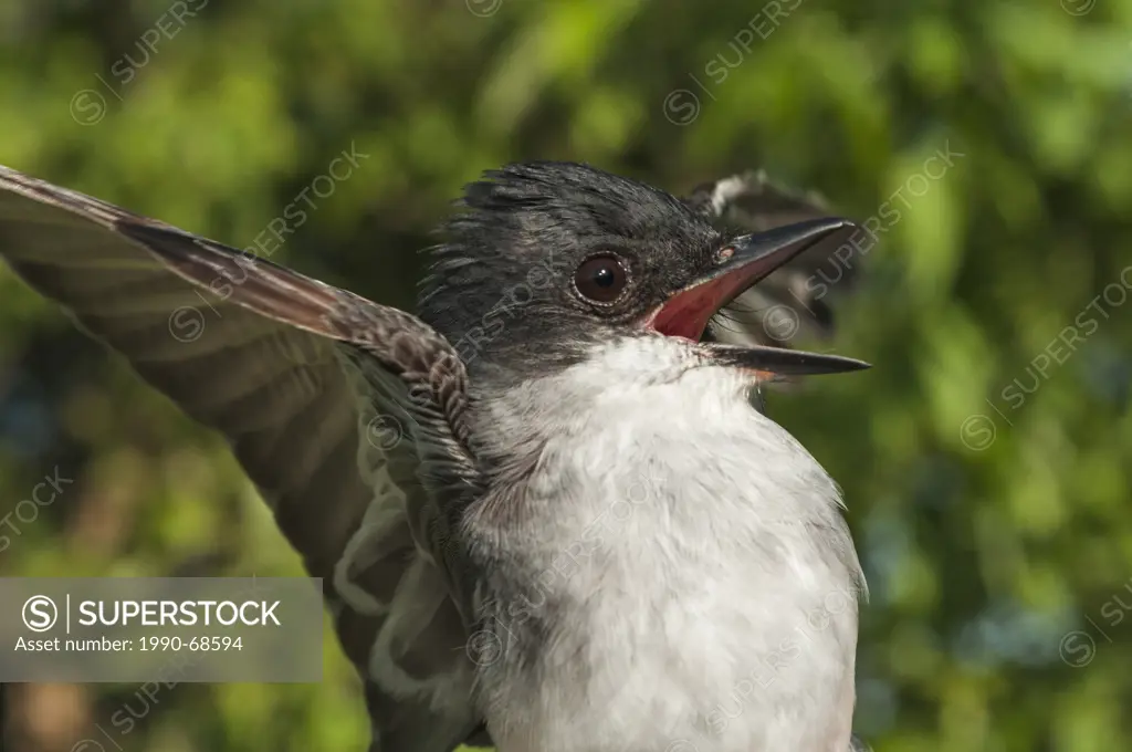 Eastern Kingbird Tyrannus tyrannus, despite its name, is found from Atlantic to Pacific coasts of North America.