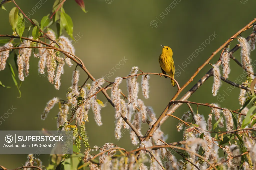 Yellow Warbler Dendroica petechia following spring migration rests in black willow tree in a Carolinian forest along Lake Erie shorline. Great Lakes, ...