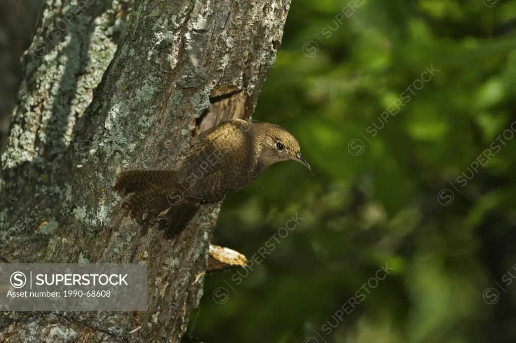 House Wren Troglodytes aedon at nest hole. Found throughout most of North America.