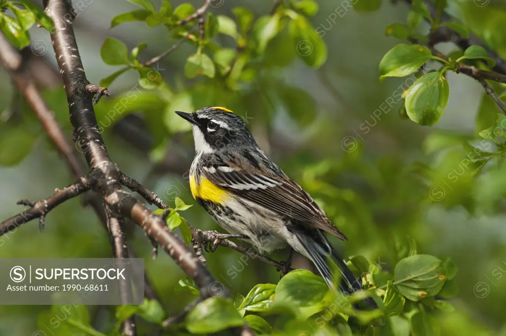 Yellow_rumped Warbler Dendroica coronata male along Lake Erie shoreline near Canada and USA border during annual spring migration northward to summer ...