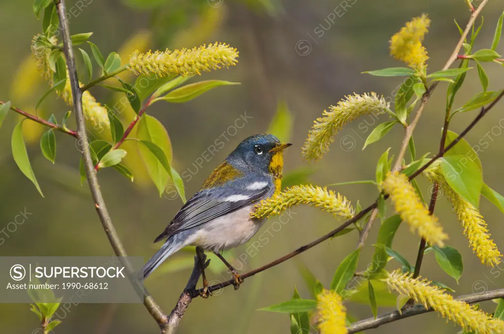 Northern Parula Parula americana male eats pollen from willow catkins along Lake Erie shoreline near Canada and USA border. Great Lakes. North America...