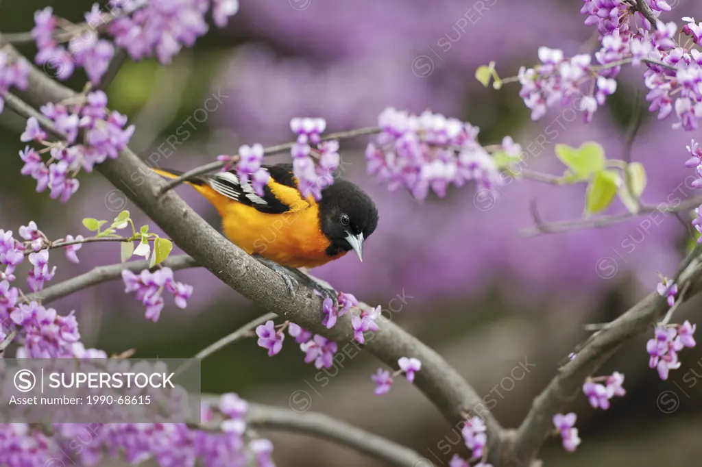Northern Oriole Icterus galbula male in breeding plumage rests in spring Redbud tree. Lake Erie. Great Lakes. North America.