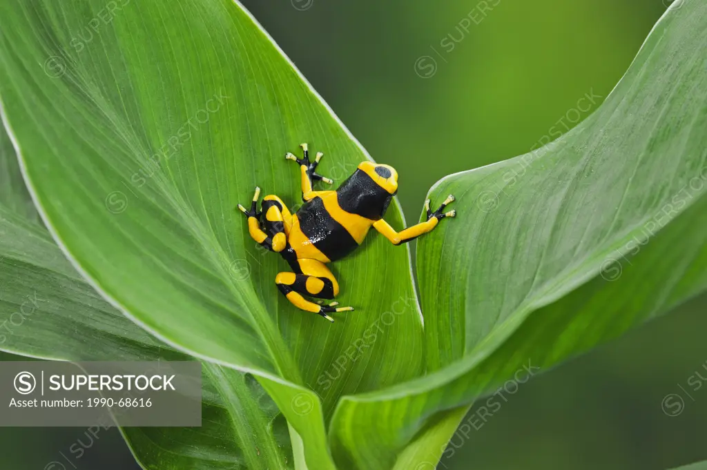 Bumblebee poison dart frog/Guyana Banded dart frog Dendrobates leucomelas, native to Guyana, South America.