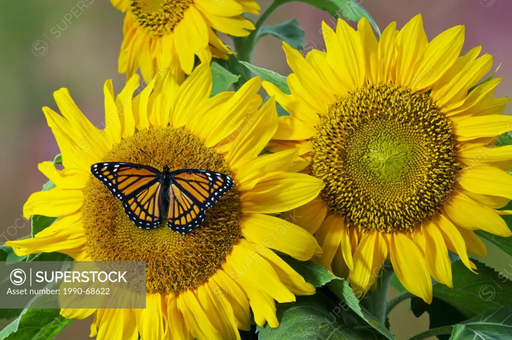 Viceroy butterfly Limenitis archippus on sunflower. Summer, North America.