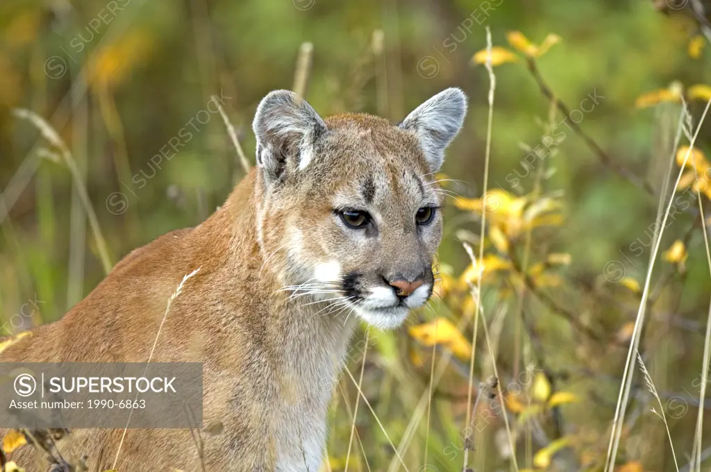 Cougar Felis concolor Juvenile, the spots of a kitten are still faintly visible,Waterton Lakes National Park, southwest Alberta, Canada