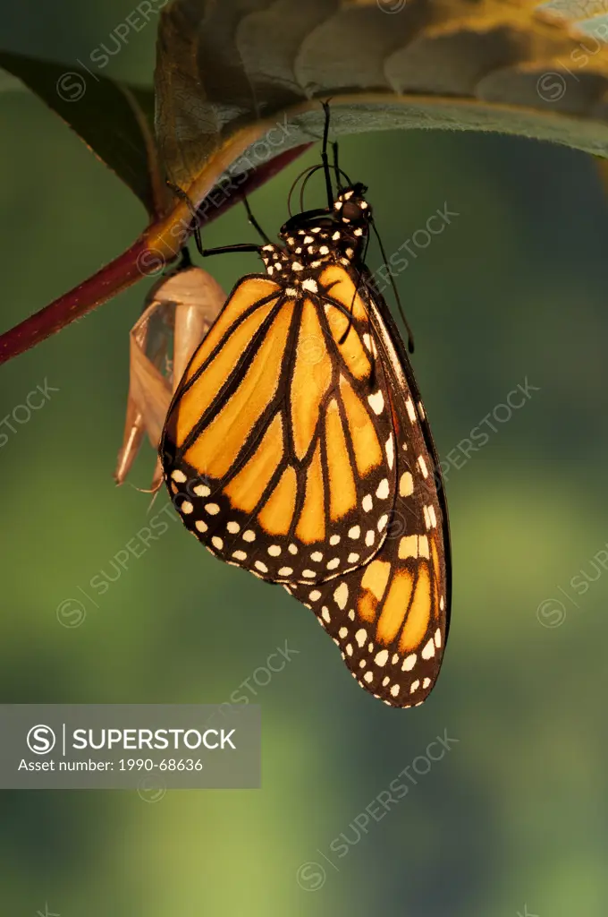 Monarch butterfly Danaus plexippus dries wings shortly after emergence from chrysalis. summer. North America.