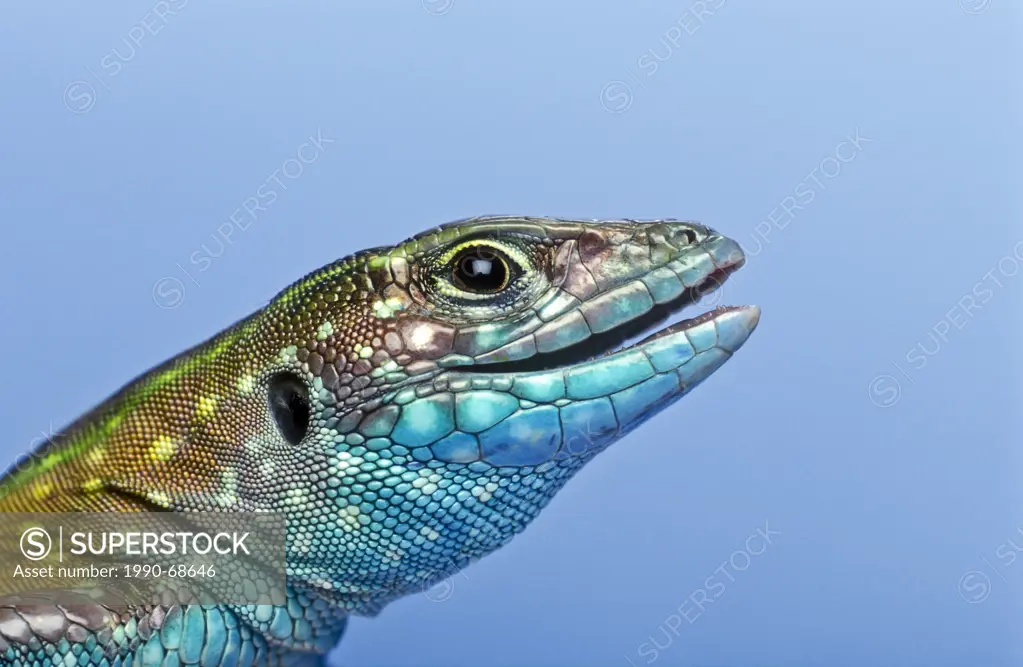 Rainbow Whiptail Cnemidophorus lemniscatus, a lizard found in South America and now introduced in Florida.