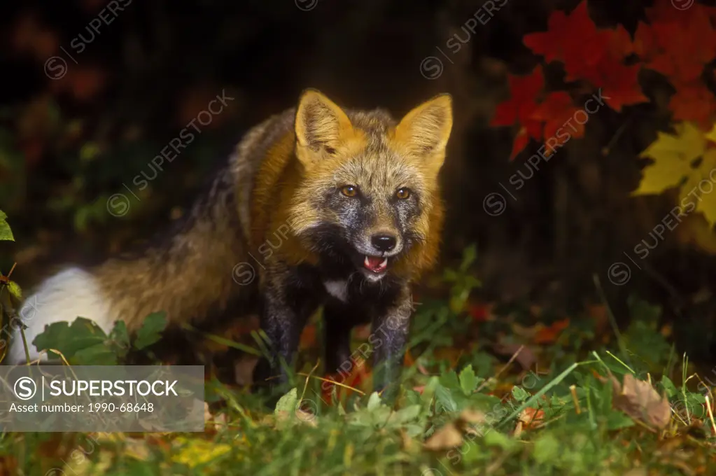 Red Fox Vulpes vulpes in autumn maples. Cross colour phase. Minnesota. .
