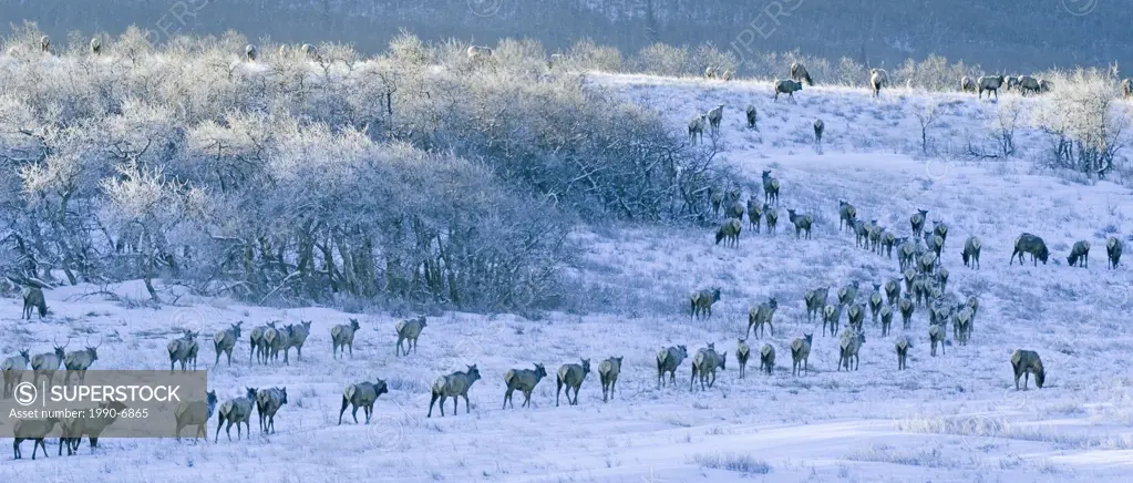 Elk Cervus elaphus Herd grazing as they travel through meadows covered with early morning frost  Waterton Lakes National Park, southwest Alberta, Cana...