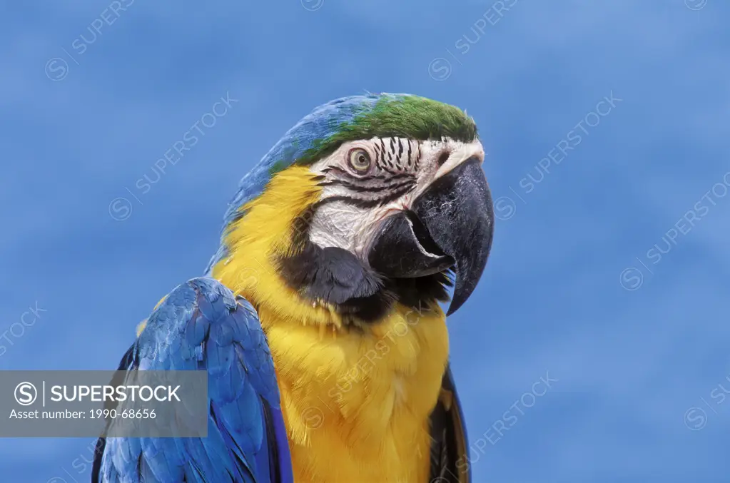 Blue_And_Gold Macaw Ara ararauna. Captive. Panama to Paraguay.