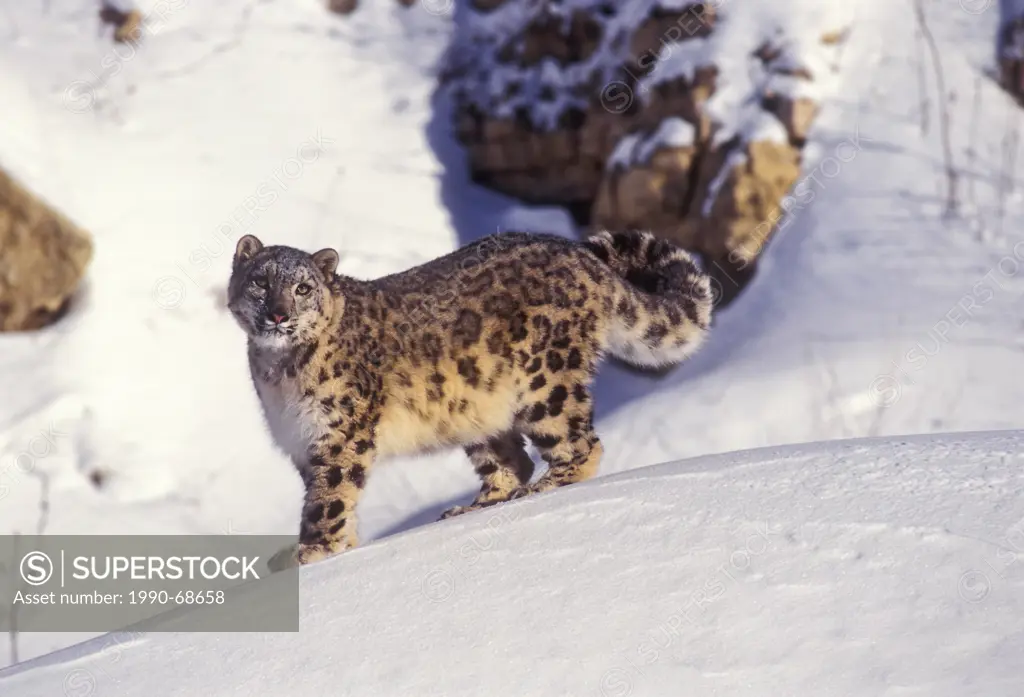 Snow Leopard Panthera uncia. Found in Central Asia from Northwest China to Tibet & the Himalayas. Rare & Endangered. .