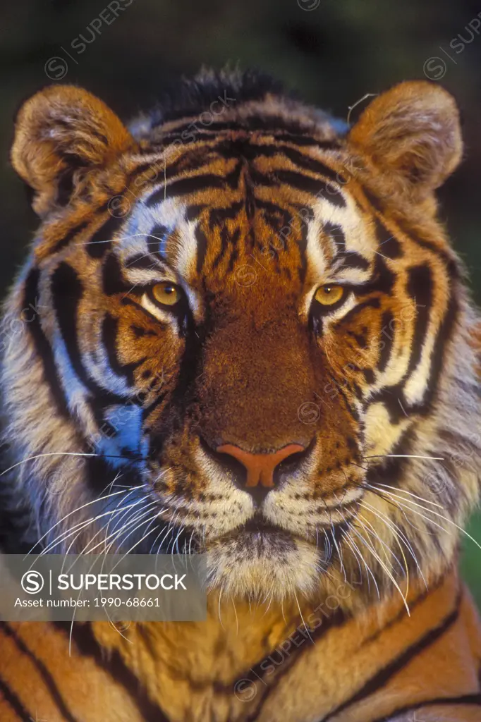 Siberian Tiger Panthera tigris altaica, Endangered Species.