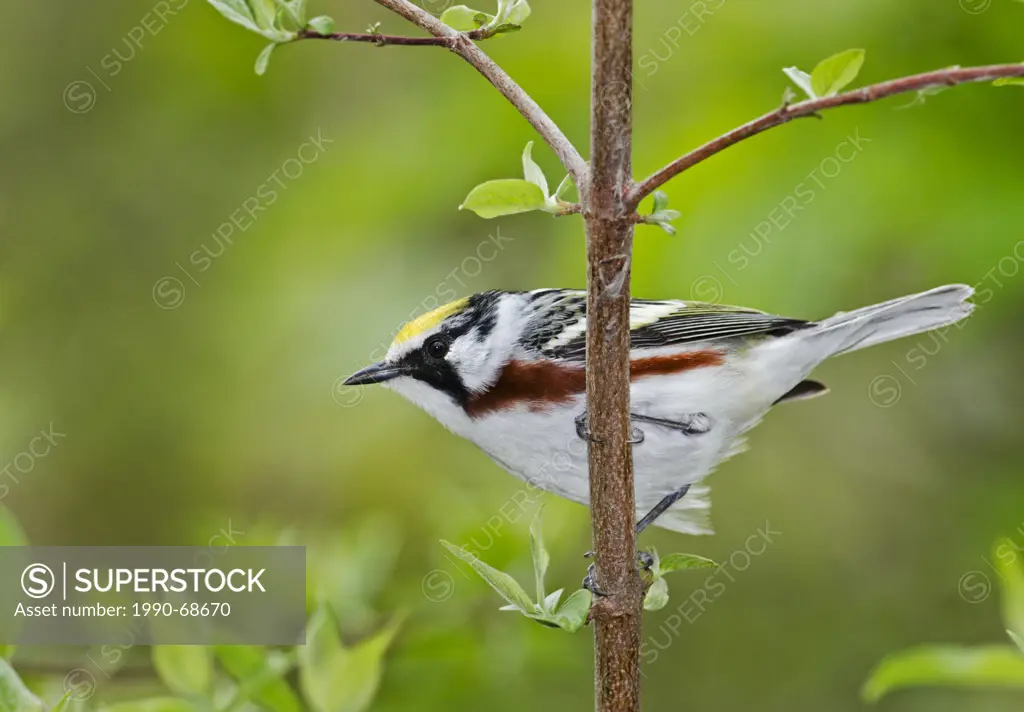 Chestnut_sided warbler Dendroica pensylvanica male along Lake Erie shoreline near Canada and USA border during annual spring migration. Great Lakes. N...