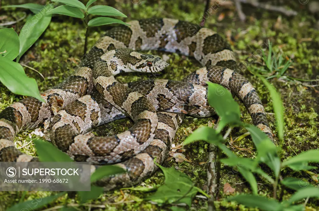 Eastern Milk Snake Lampropeltis triangulum triangulum after shedding scales with bit of old skin still on head, spring, Niagara Region, Ontario, Canad...