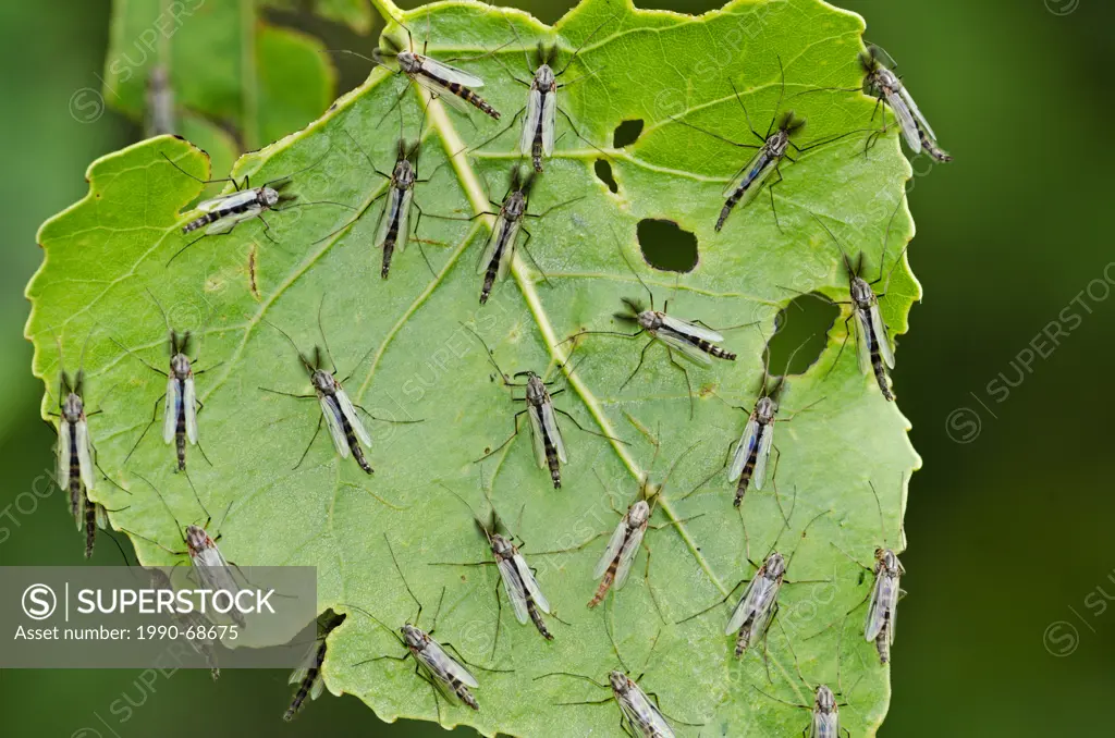 Non_biting Midges chironomidae family roosting on Eastern Cottonwood leaf provide food source for migrating songbirds, spring, Lake Erie region, North...