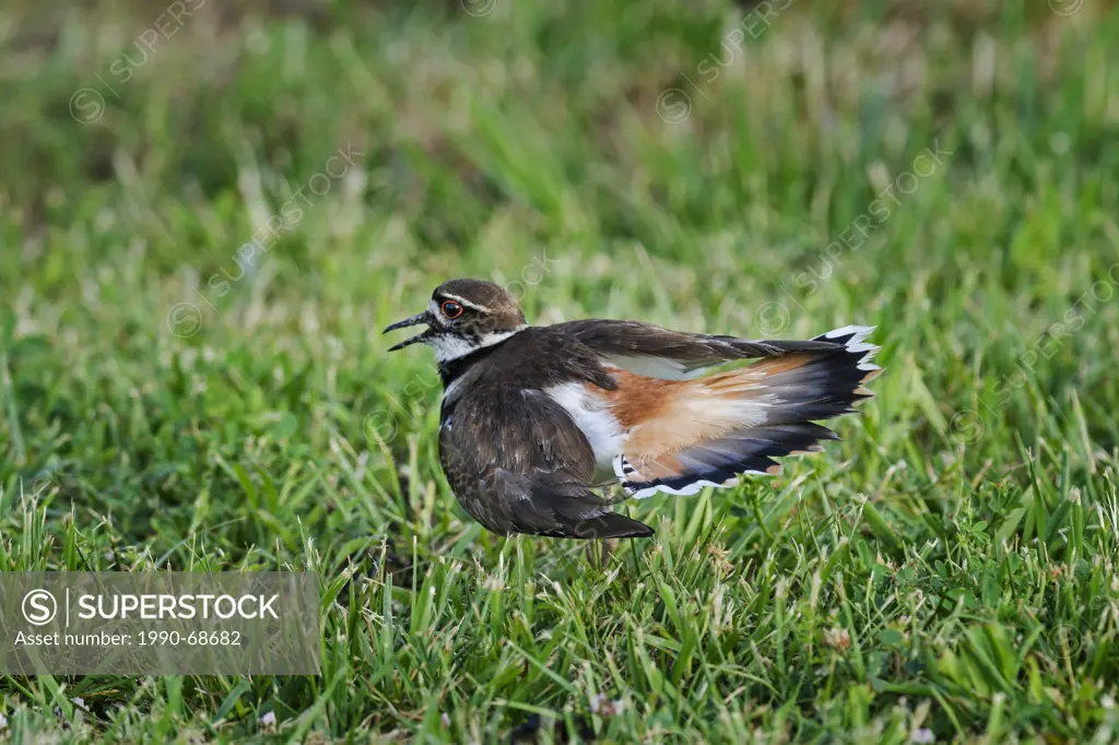 Killdeer Charadrius vociferus exhibits broken_wing distraction display, anti_predator behavior to focus attention away from nearby young. Lake Erie. O...