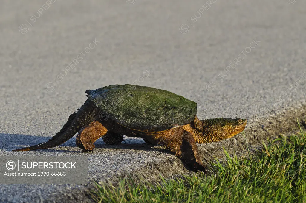 Common Snapping Turtle Chelydra serpentina crossing road, spring, Lake Erie shoreline, Ohio, USA.