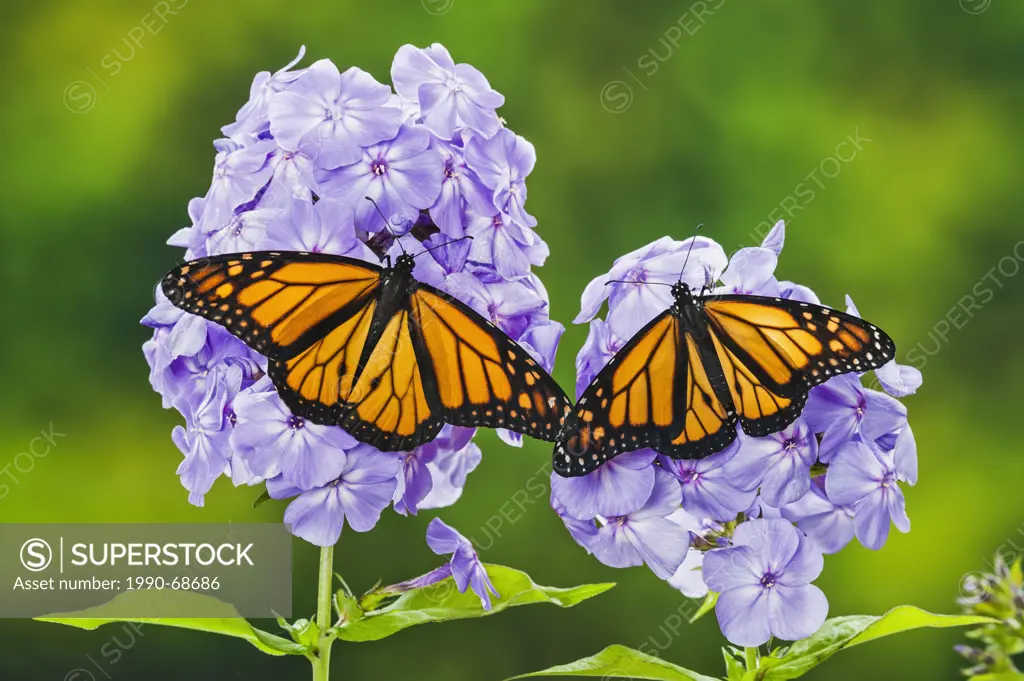 Monarch Danaus plexippus butterflies on garden phlox Phlox paniculata flowers, summer, North America.