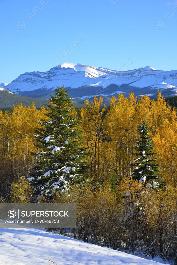 An autumn scenic with fresh snow on the mountains and yellow leaves on the deciduous trees, captured in the foothills of the rocky mountains of Albert...