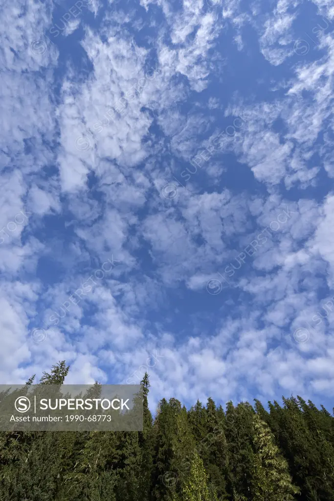 A vertical landscape image showing tall evergreen trees against a blue sky filled with interesting cloud formations captured in northern British Colum...