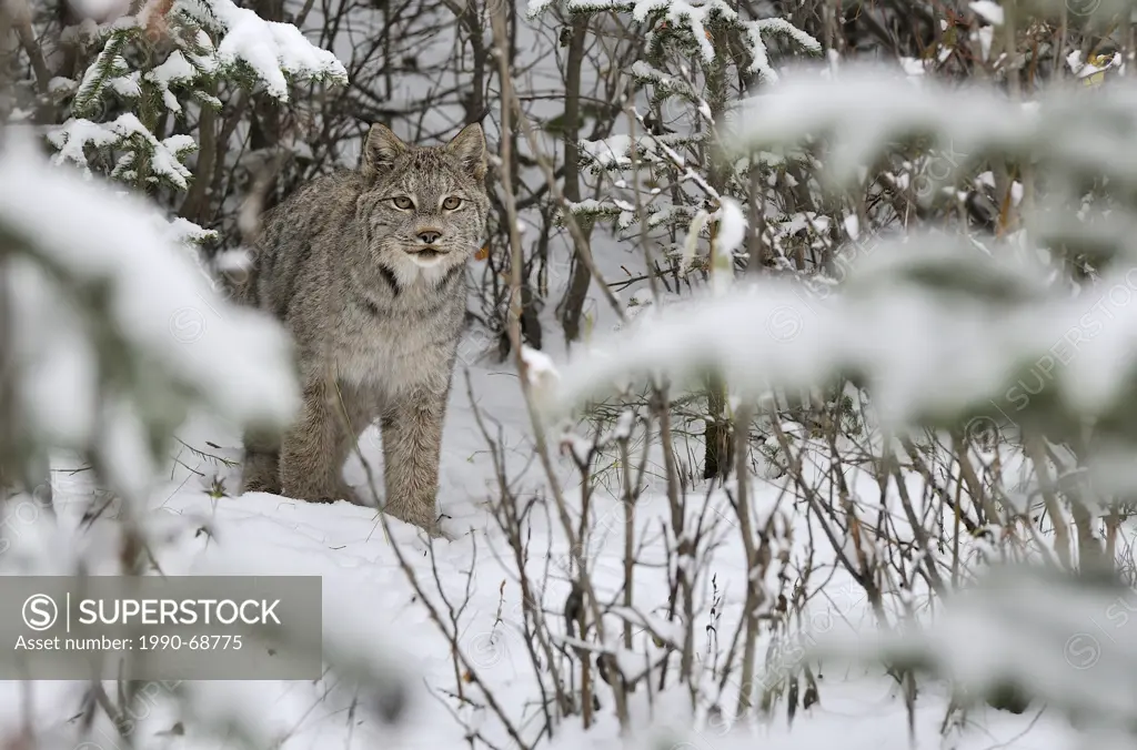 A wild Canadian lynx  Felis lynx standing looking frontward in the deep snowy forest of northern Alberta Canada.