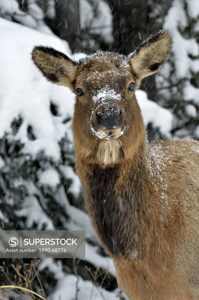 A front portrait view of a wild female elk  Cervus elaphus on a snowy day in northern Alberta Canada.