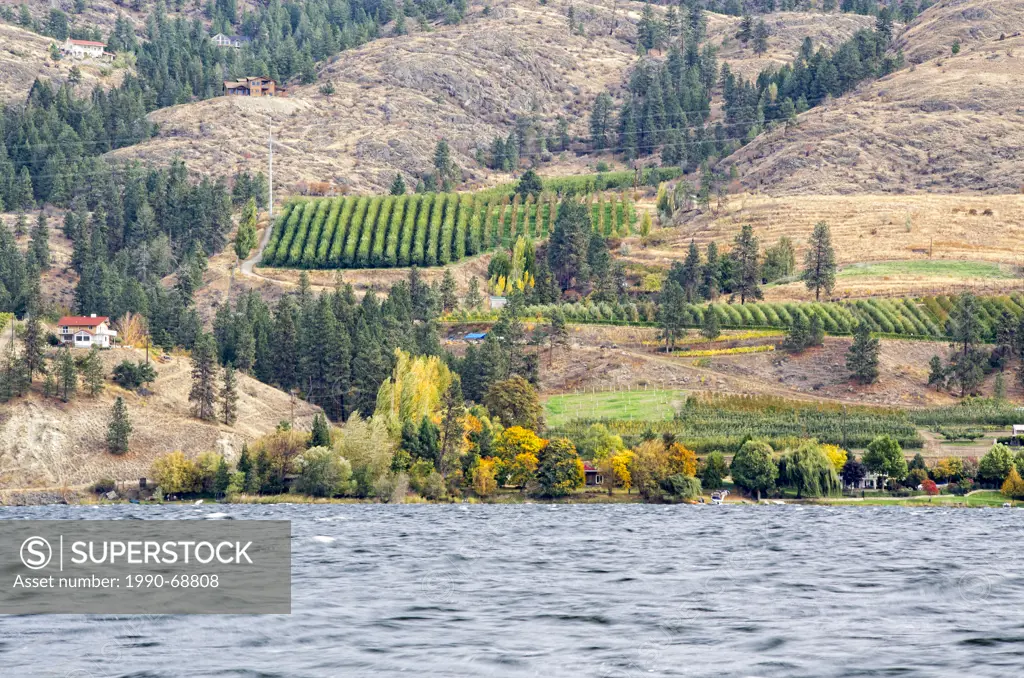 Houses and vineyards in the fall in Penticton accross from Skaha Lake in British Columbia, Canada.