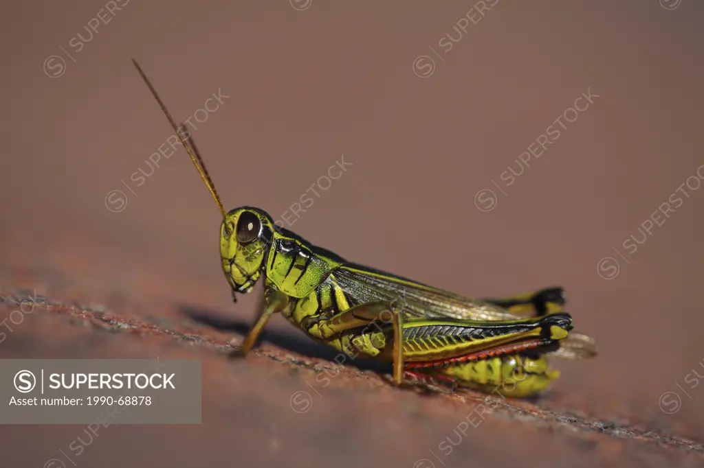 Grasshopper, Caelifera, Georgian Bay, Ontario