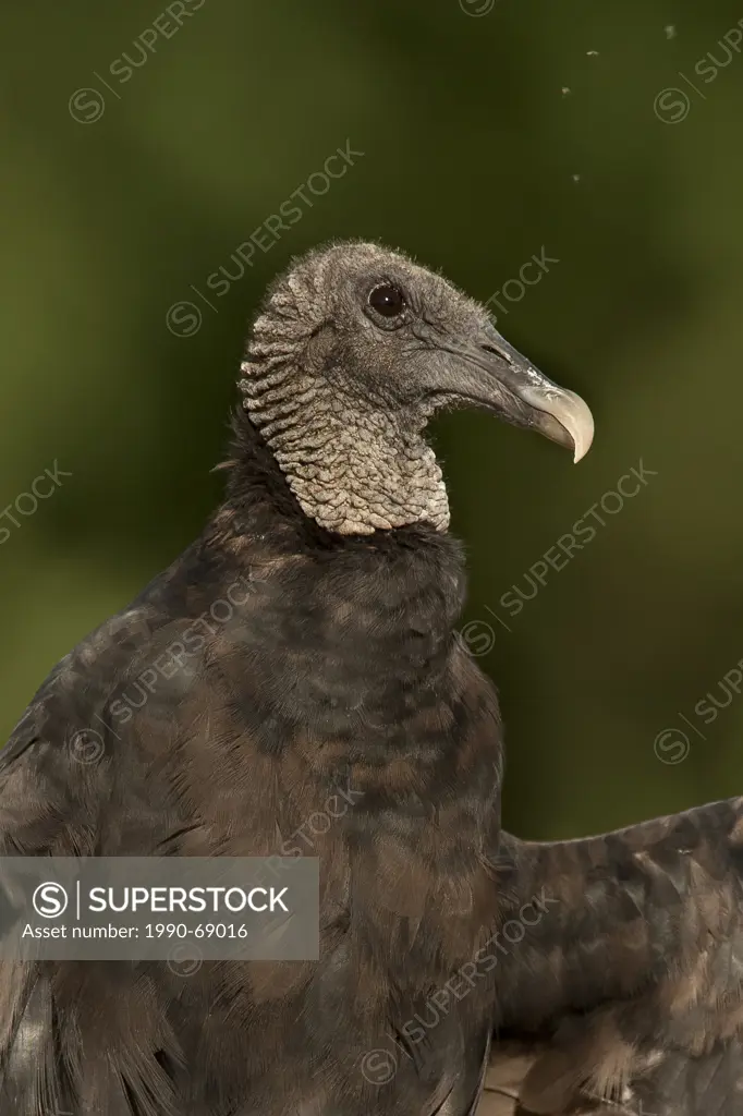Black Vulture, Coragyps atratus, Texas, USA