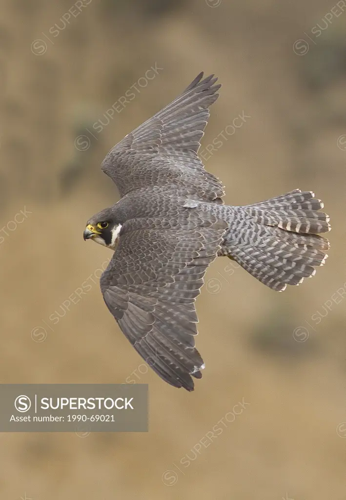 Peregrine Falcon, Falco peregrinus, Kamloops, BC, Canada