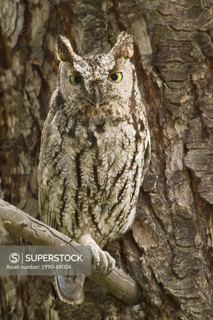Western Screech Owl Interior, Megascops kennicottii macfarlanei, Interior BC,, Canada