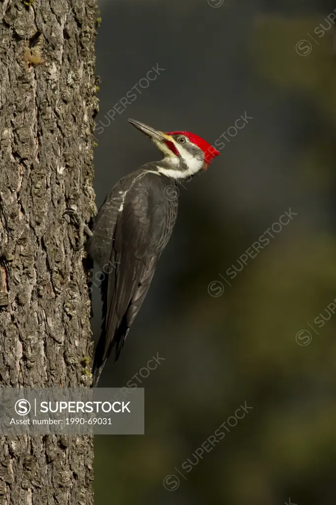 Pileated Woodpecker, Dryocopus pileatus, Interior, BC, Canada