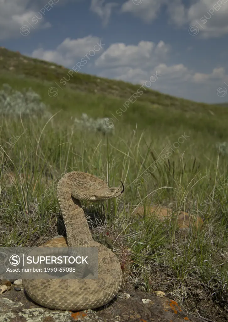 Prairie Rattlesnake, Crotalus viridis viridis, Grasslands National Park, Saskatchewan, Canada