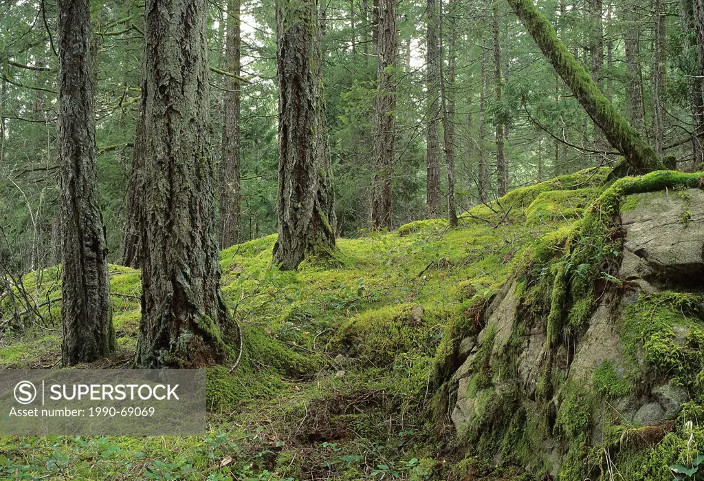 Douglas_fir forest, Old_growth forest, southern BC, Vancouver Island, Canada