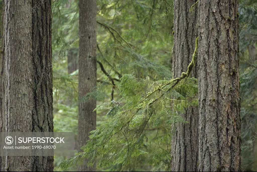 Douglas_fir forest, Old_growth forest, southern BC, Vancouver Island, Canada