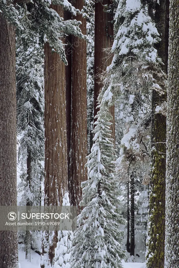 Giant Redwood Forest, Sequoiadendron giganteum, Yosemite NP, USA
