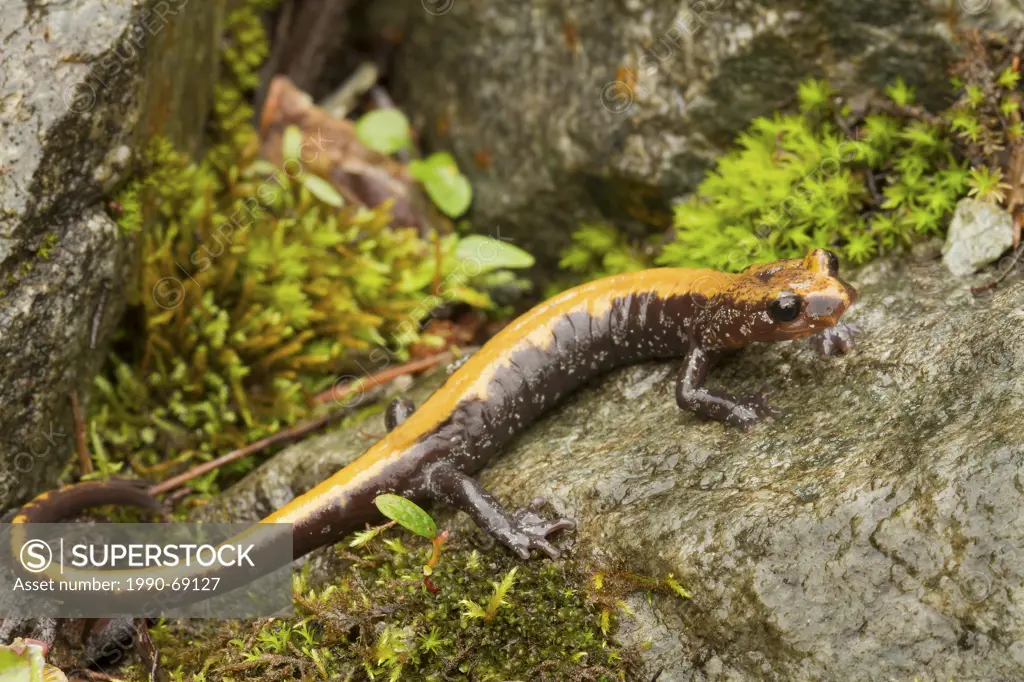Couer D´alene Salamander, Plethodon idahoensis, Revelstoke, BC, Canada