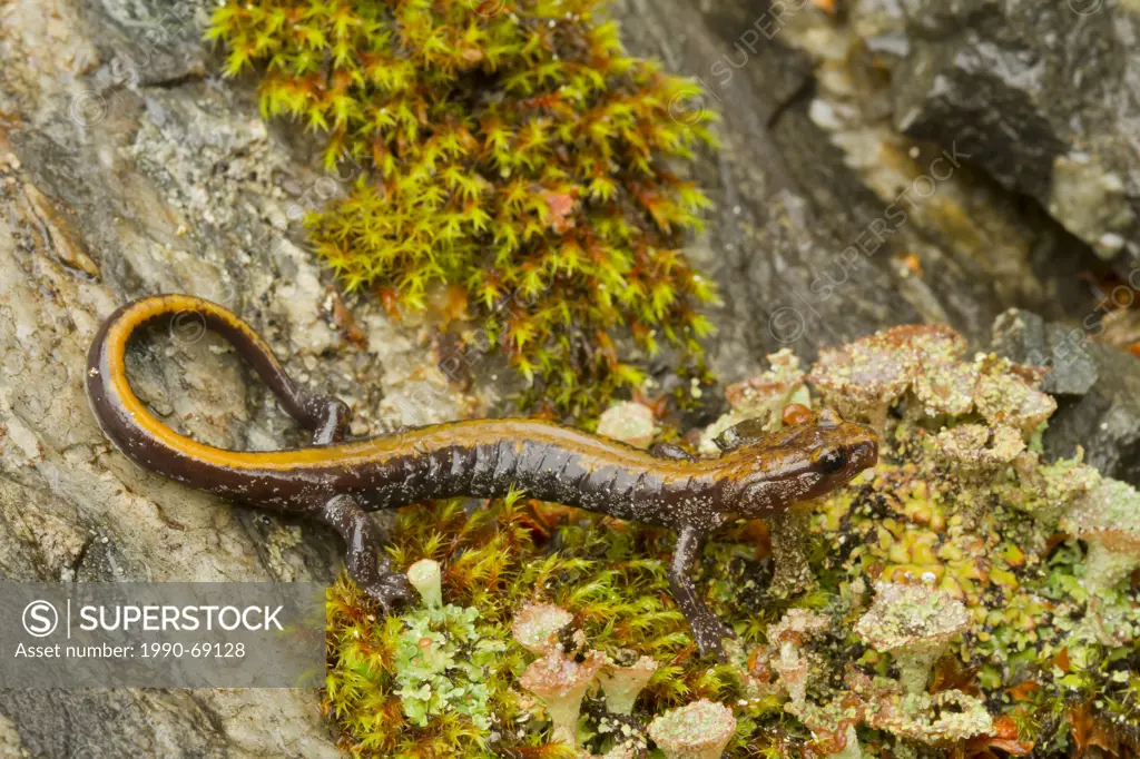 Couer D´alene Salamander, Plethodon idahoensis, Revelstoke, BC, Canada