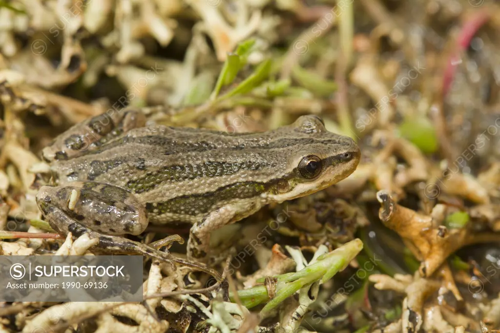 Boreal Chorus Frog, Pseudacris maculata, Grasslands National Park, Saskatchewan, Canada