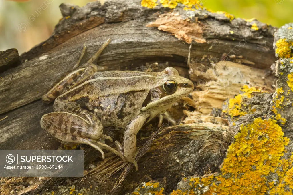 Wood Frog, Rana sylvatica, Alberta, Canada