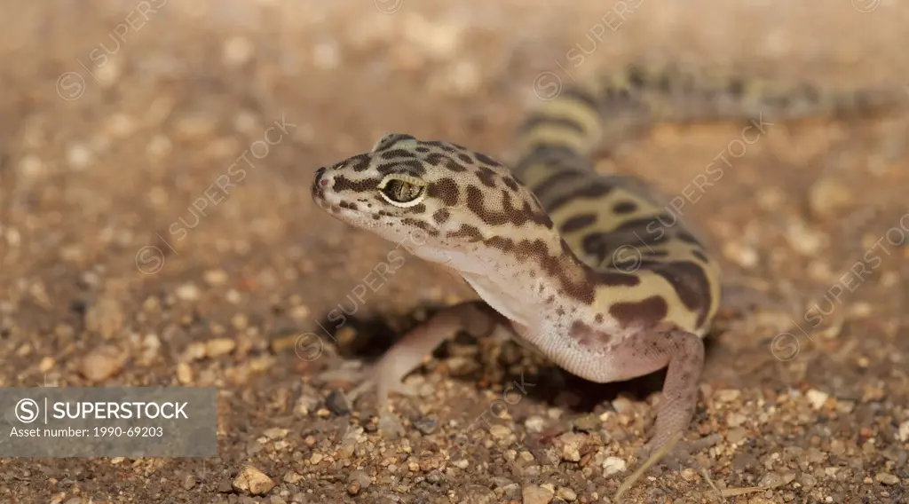 Banded Gecko, Coleonyx variegatus spp., Arizona, USA