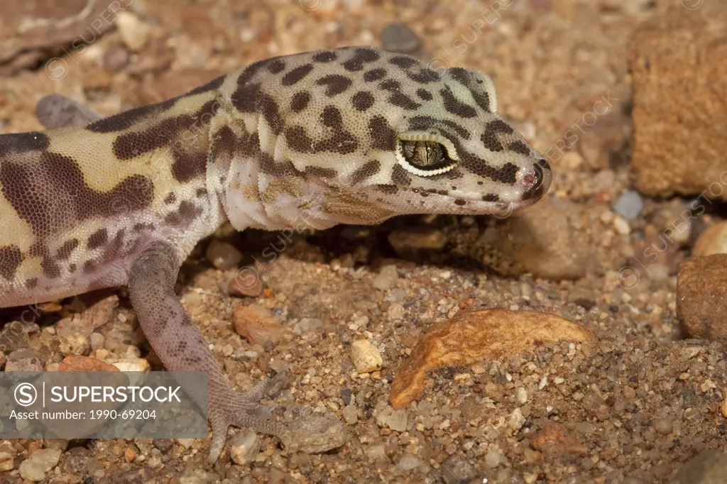 Banded Gecko, Coleonyx variegatus spp., Arizona, USA