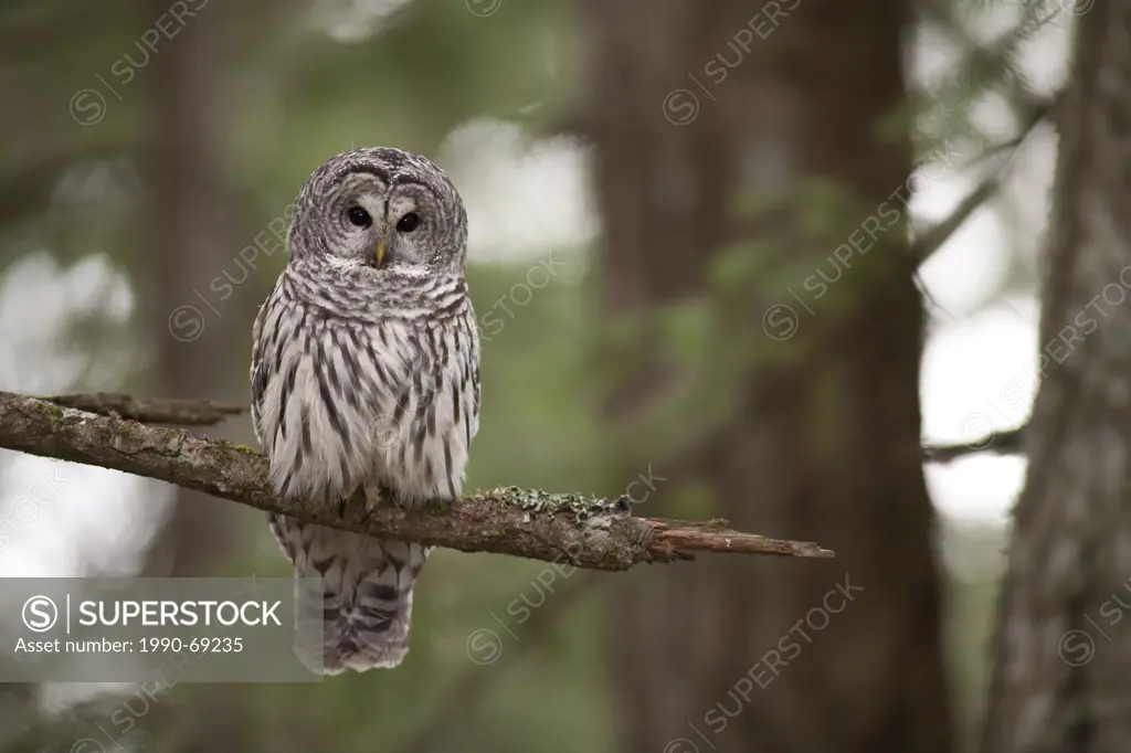 Barred Owl, Strix varia, Vancouver Island, BC, Canada