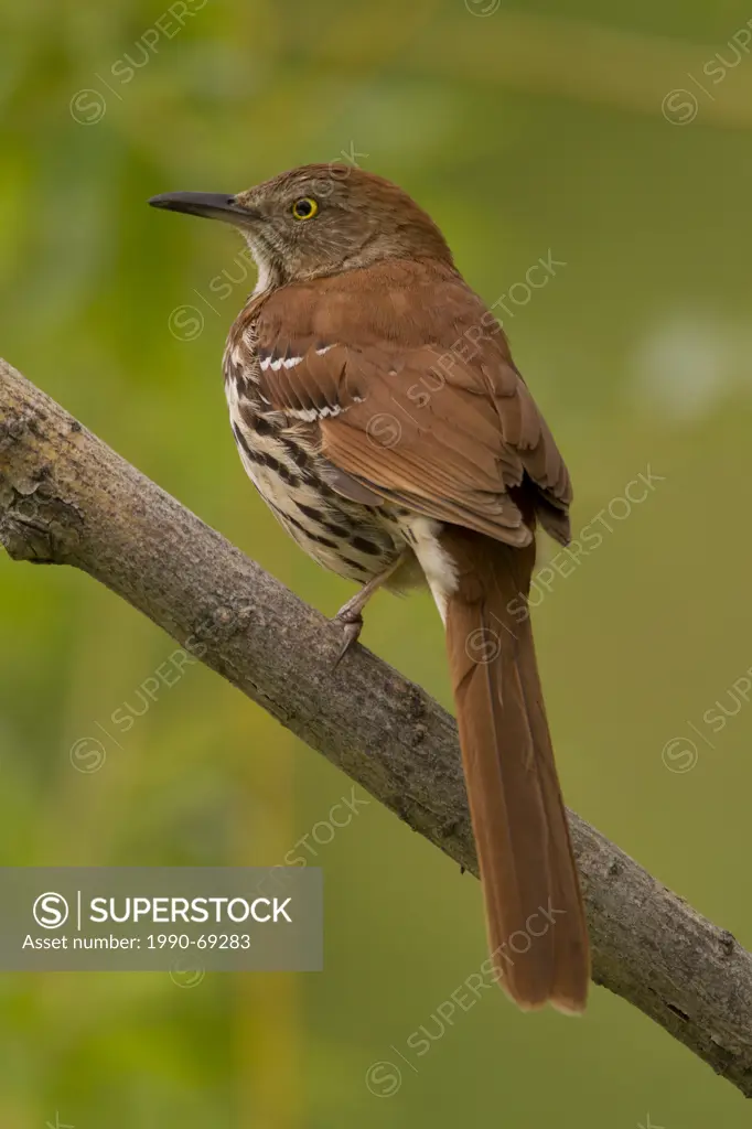 Brown Thrasher, Toxostoma rufum, Alberta, Canada