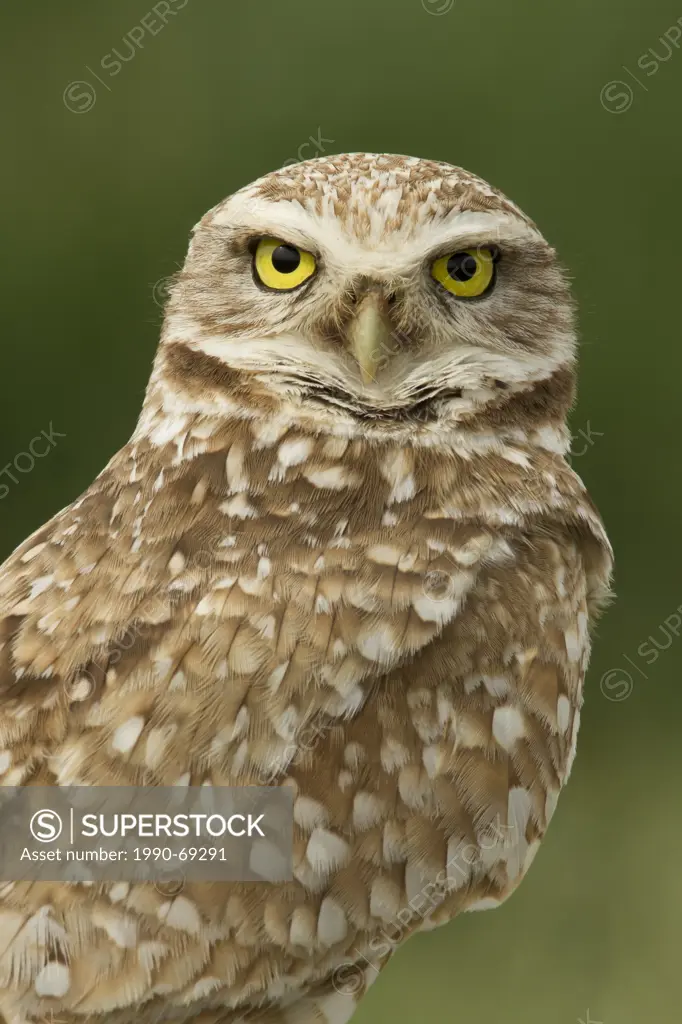 Burrowing Owl, Athene cunicularia, Ephrata, Washington, USA
